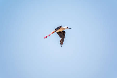 Water bird black-winged stilt flying in the blue sky. The black-winged stilt, lat. Himantopus himantopus, is a widely distributed very long-legged wader in the avocet and stilt familyの写真素材