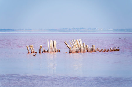A beautiful salt lake with pink water. Beautiful view of pink lake on summer day