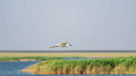 Little Egret in Flight. Small White Heron, lat. Egretta garzettaの写真素材