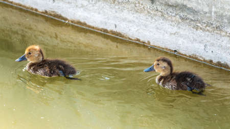 Cute little duckling swimming alone in a lake or river with calm water. agriculture, farming. happy duck. cute and humorの写真素材