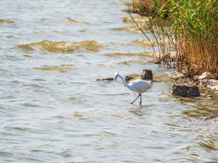 The white heron stands in the lake. Small White Heron, lat. Egretta garzetta, looking at fish in shallow waterの写真素材