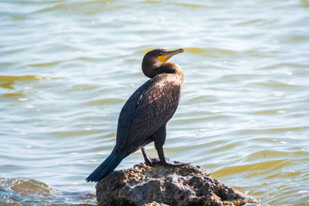 Great cormorant, Phalacrocorax carbo, standing on a stone on the sea shore. The great cormorant, Phalacrocorax carbo, known as the great black cormorant, or the black shag.の写真素材