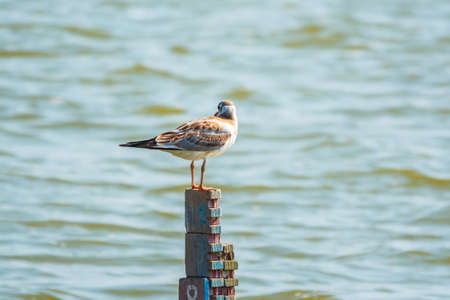 Juvenile bird Black-headed gull sits on the lake shore. The black-headed gull, lat. Chroicocephalus ridibundus is a small gull from the genus Chroicocephalus of the gull family Laridaeの写真素材