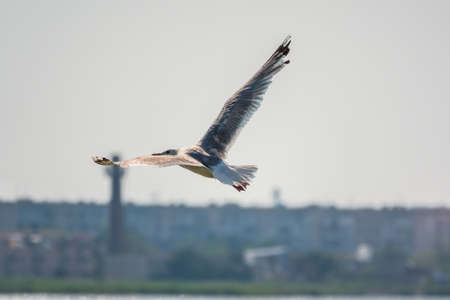 Sea gull flies in the clear blue sky. The European herring gull, Larus argentatus, flying in the clear blue sky.の写真素材