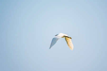 Little Egret in Flight. Small White Heron, lat. Egretta garzettaの写真素材