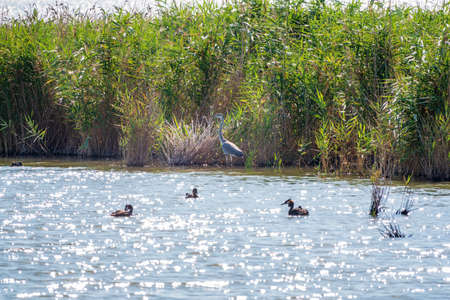 The gray heron stands in the lake. Gray heron Ardea cinerea looking at fish in shallow waterの写真素材