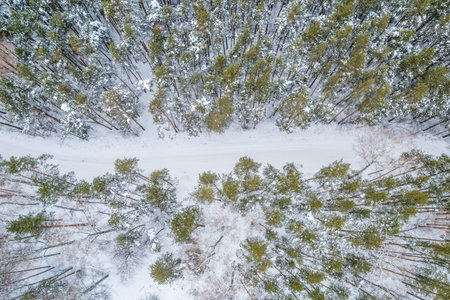 Aerial view of the road in the winter forest with high pine or spruce trees covered by snow. Driving...