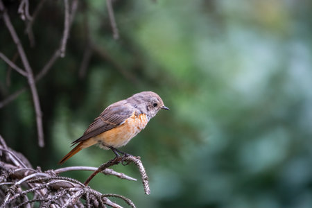 The common redstart female, Phoenicurus phoenicurus, is photographed in close-up sitting on a branch against a blurred background. Soft evening lightの写真素材