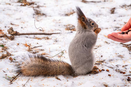 Squirrel in the winter eating nuts from a man's hand. Caring for animals in winter or autumn. Eurasian red squirrel, Sciurus vulgarisの写真素材