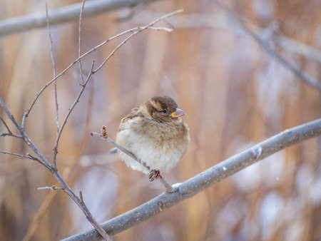 Sparrow sits on a branch without leaves. Sparrow on a branch in the autumn or winterの写真素材