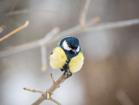 Cute bird Great tit, songbird sitting on a branch without leaves in the autumn or winter. Parus majorの写真素材