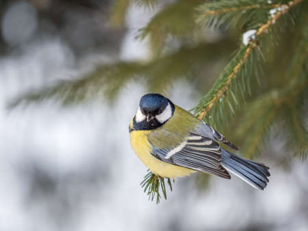 Cute bird Great tit, songbird sitting on the nice fir branch. Parus majorの写真素材