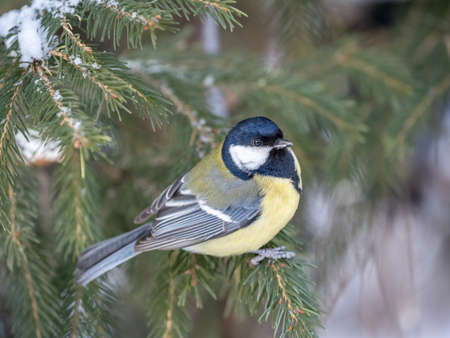 Cute bird Great tit, songbird sitting on the nice fir branch. Parus majorの写真素材