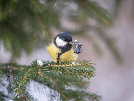 Cute bird Great tit, songbird sitting on the nice fir branch. Parus majorの写真素材