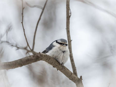 Eurasian nuthatch or wood nuthatch, lat. Sitta europaea, sitting on a tree branch with a blurred background. Gray and Orange colored small bird with a black eyestripe.の写真素材