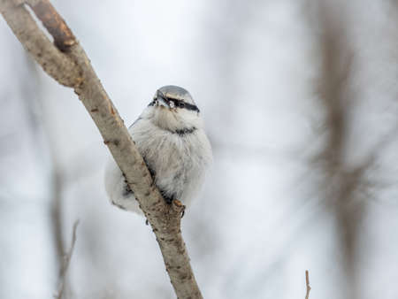 Eurasian nuthatch or wood nuthatch, lat. Sitta europaea, sitting on a tree branch with a blurred background. Gray and Orange colored small bird with a black eyestripe.の写真素材