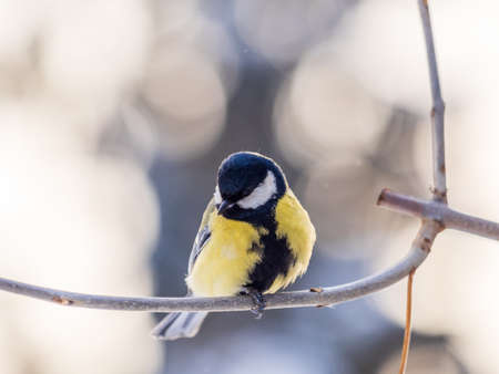 Cute bird Great tit, songbird sitting on a branch without leaves in the autumn or winter. Parus majorの写真素材