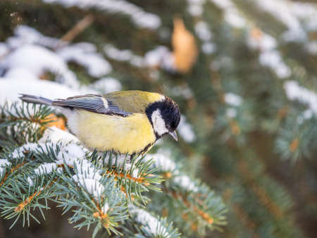 Cute bird Great tit, songbird sitting on the fir branch with snow in winter. Parus majorの写真素材