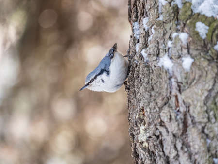 Eurasian nuthatch or wood nuthatch, lat. Sitta europaea, sitting on a tree trunk with snow in winter. Orange colored small bird with a black eyestripe.の写真素材