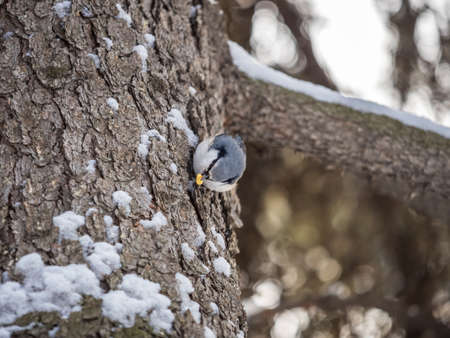 Eurasian nuthatch or wood nuthatch, lat. Sitta europaea, sitting on a tree trunk with snow in winter. Orange colored small bird with a black eyestripe.の写真素材