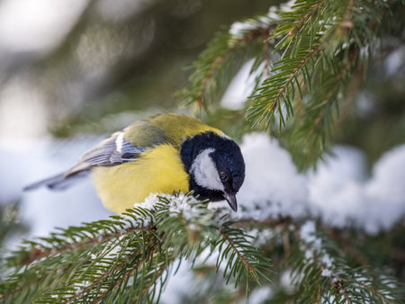 Cute bird Great tit, songbird sitting on the fir branch with snow in winter. Parus majorの写真素材
