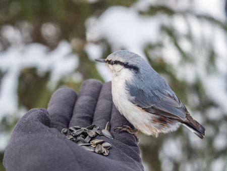 The Eurasian nuthatch eats seeds from a man's hand. Hungry bird wood nuthatch eating seeds from a hand during winter or autumn. Caring for animals in winter or autumn.の写真素材