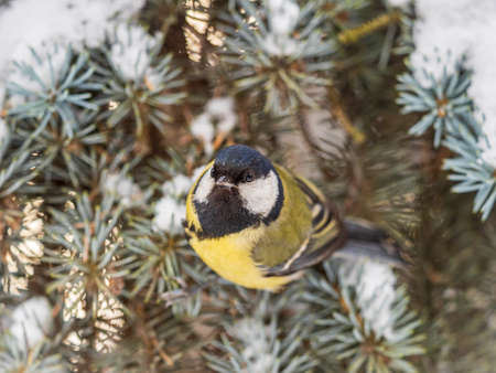 Cute bird Great tit, songbird sitting on the fir branch with snow in winter. Parus majorの写真素材
