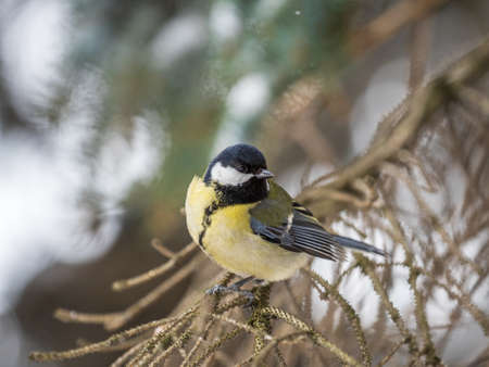 Cute bird Great tit, songbird sitting on the nice fir branch. Parus majorの写真素材