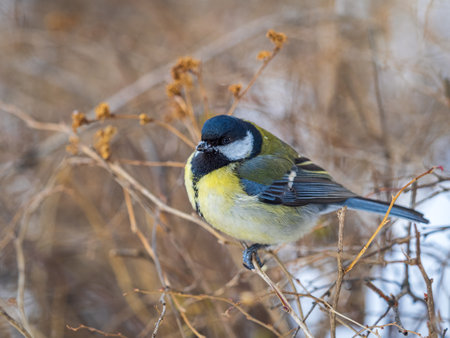 Cute bird Great tit, songbird sitting on a branch without leaves in the autumn or winter. Parus majorの写真素材