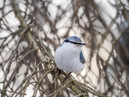 Eurasian nuthatch or wood nuthatch, lat. Sitta europaea, sitting on a tree branch with a blurred background. Gray and Orange colored small bird with a black eyestripe.の写真素材