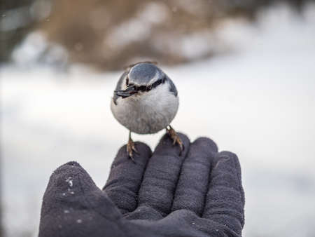 The Eurasian nuthatch eats seeds from a man's hand. Hungry bird wood nuthatch eating seeds from a hand during winter or autumn. Caring for animals in winter or autumn.の写真素材