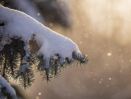Green fir branches in winter covered with snow. Branches of fir tree as background, closeup. Christmas backgroundの写真素材