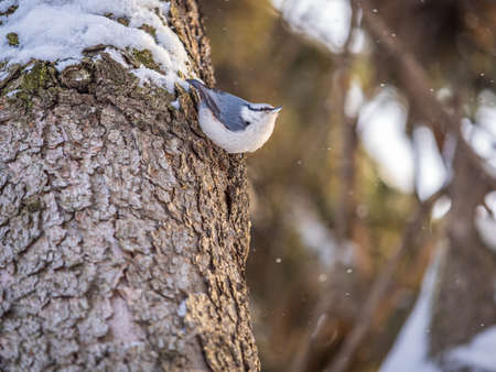 Eurasian nuthatch or wood nuthatch, lat. Sitta europaea, sitting on a tree trunk with a blurred background. Orange colored small bird with a black eyestripe.の写真素材