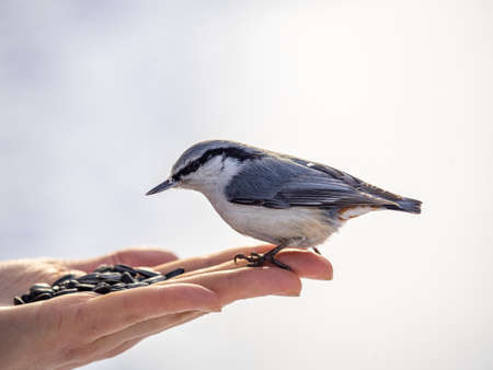 The Eurasian nuthatch eats seeds from a palm. Hungry bird wood nuthatch eating seeds from a hand during winter or autumn. Caring for animals in winter or autumn.の写真素材