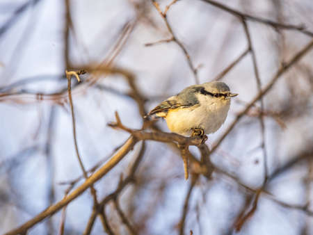 Eurasian nuthatch or wood nuthatch, lat. Sitta europaea, sitting on a tree branch with a blurred background. Gray and Orange colored small bird with a black eyestripe.の写真素材
