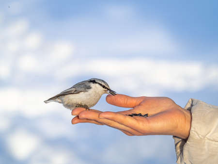 The Eurasian nuthatch eats seeds from a palm. Hungry bird wood nuthatch eating seeds from a hand during winter or autumn. Caring for animals in winter or autumn.の写真素材