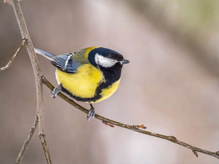Cute bird Great tit, songbird sitting on a branch without leaves in the autumn or winter. Parus majorの写真素材