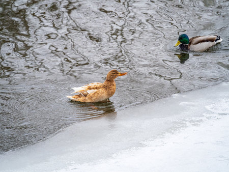 Duck swim along the icy bank of the river. Wild ducks in winter.の写真素材