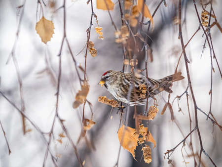 Common redpoll, cute bird with bright red patch on its forehead sits on tree branch without leaves in winter. Acanthis flammea femaleの写真素材