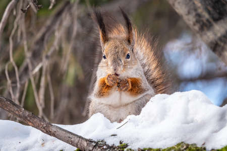 Squirrel in winter sits on a tree trunk with snow. Eurasian red squirrel, Sciurus vulgaris, sitting on branch covered in snow in winter.の写真素材