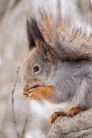 The squirrel with nut sits on tree in the winter or late autumn. Portrait of the squirrel close-up. Eurasian red squirrel, Sciurus vulgaris.の写真素材