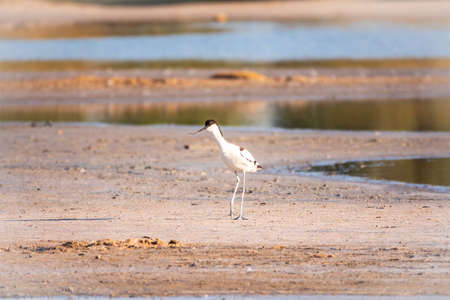 The pied avocet, Recurvirostra avosetta, is a large black and white wader with long, upturned beak and long, bluish legsの写真素材