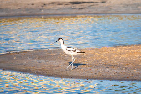 The pied avocet, Recurvirostra avosetta, is a large black and white wader with long, upturned beak and long, bluish legsの写真素材