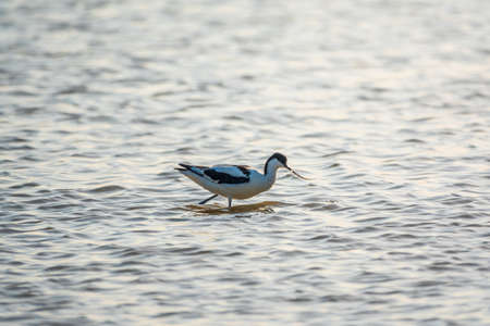 Water bird pied avocet, Recurvirostra avosetta, feeding in the lake. The pied avocet is a large black and white wader with long, upturned beak and long, bluish legsの写真素材
