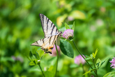 Beautiful Butterfly Scarce Swallowtail, Sail Swallowtail, Pear-tree Swallowtail, Podalirius. Butterfly sailboats family Papilionidae. Latin Iphiclides podaliriu. Butterfly collects nectar on flowerの写真素材