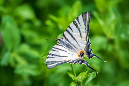 Beautiful Butterfly Scarce Swallowtail, Sail Swallowtail, Pear-tree Swallowtail, Podalirius. Butterfly sailboats family Papilionidae. Latin Iphiclides podaliriu. Butterfly collects nectar on flowerの写真素材