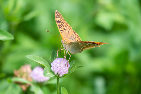 The dark green fritillary butterfly collects nectar on flower. Speyeria aglaja, previously known as Argynnis aglaja is a species of butterfly in the family Nymphalidae.の写真素材