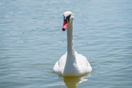 Graceful white Swan swimming in the lake, swans in the wild. Portrait of a white swan swimming on a lake. The mute swan, latin name Cygnus olor.の写真素材