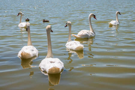 A large flock of graceful white swans swims in the lake., Swans in the wild. The mute swan, latin name Cygnus olor.の写真素材