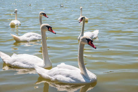 A large flock of graceful white swans swims in the lake., Swans in the wild. The mute swan, latin name Cygnus olor.の写真素材
